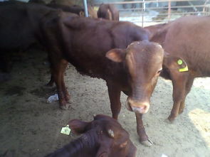 为什么大家不养利木赞牛,利木赞牛和西门塔尔牛哪个好