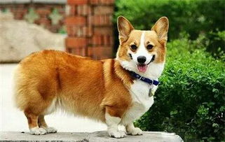 纯种柯基犬多少钱?
