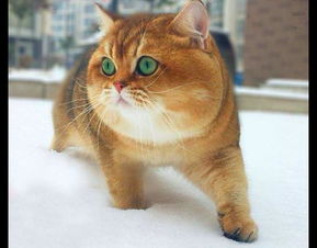 大脸猫爱吃鱼歌词 大脸猫爱吃鱼歌词是什么