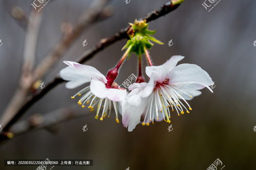 白樱花代表什么?比粉樱花凄美么?