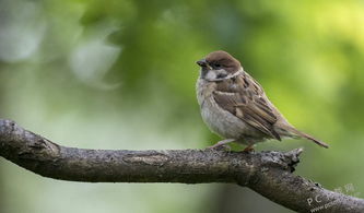 麻雀喜欢吃什么?