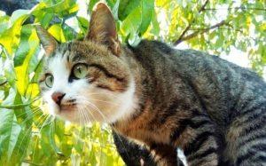不想养猫了怎么处理 不想养猫了如何处理