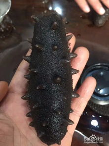 海参的功效与禁忌人群