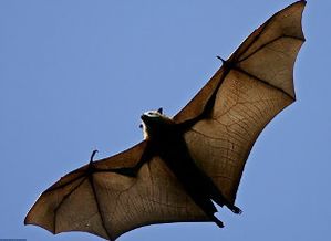 大蝙蝠炼妖合适吗