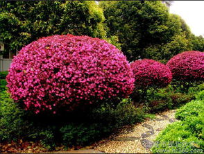 种植红花继木的要领是什么?