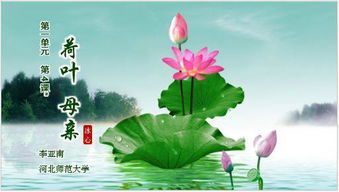 荷叶母亲的中心思想
