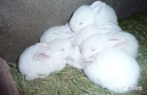 养兔子的常识和禁忌