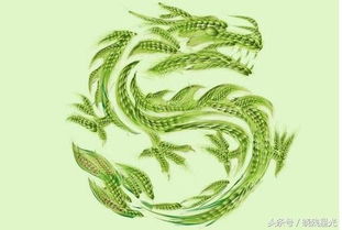 猪年属龙人的运势,生肖属龙人婚姻性格财运事业运势大全篇