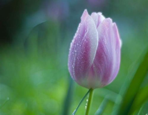 描写郁金香的优美句子短句