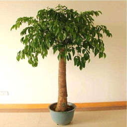 幸福树的养殖方法和注意事项