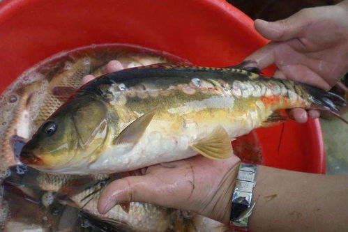 钓镜鲤用什么食?