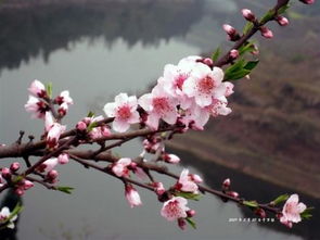 桃花是什么季节开的花