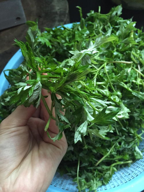面蒿与田艾是一样的东西吗