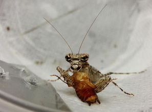 蟑螂的天敌是什么动物