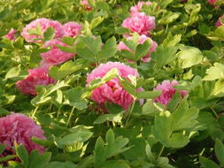 牡丹花什么时候开花