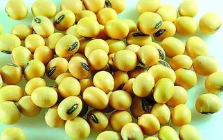 大豆到底指的是什么豆