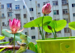 碗莲可以一直水养吗