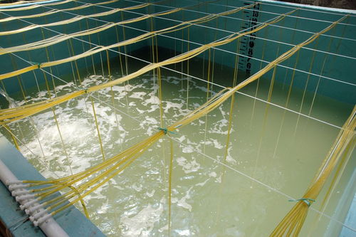 请鱼入瓮的意思是?