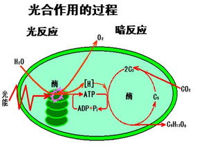 原核生物种类有哪些