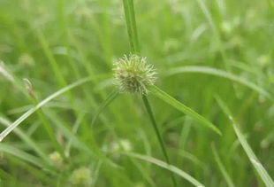 水蜈蚣是什么的幼虫