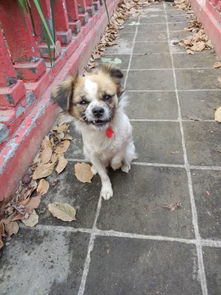 狗几岁2021年虚岁,属狗的人2021年多少岁?