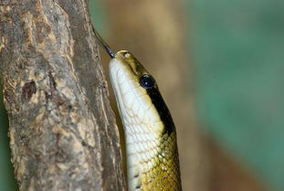 黑眉锦蛇有毒吗