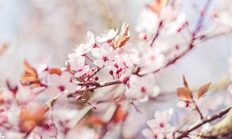 赏樱花优秀作文