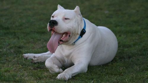 杜高犬适合家养吗