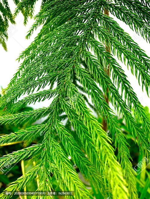 松树是什么植物,松树是什么植物?