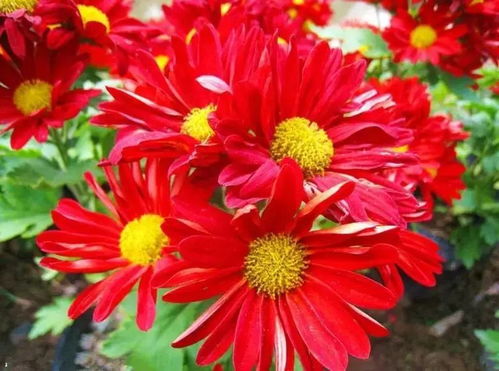 菊花的三个特点，菊花的介绍和特点