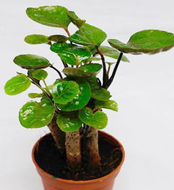 福禄桐怎么养-福禄桐的养殖方法