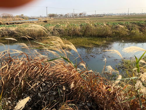 “未觉池塘春草梦,阶前梧叶已秋声”用俗语解释是什么意思?
