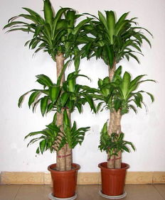 巴西木的寓意和象征