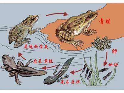 什么是完全变态发育