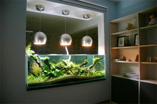 家中一般养几条鱼最好?