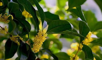 桂花树结果是怎么回事?