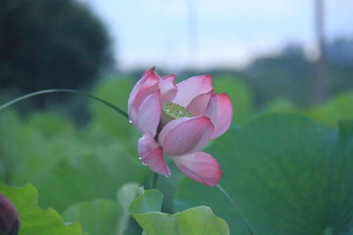 形容荷花美的词语