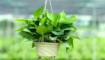 绿萝需要施什么肥