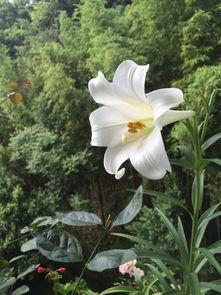 百合花在什么季节开放?