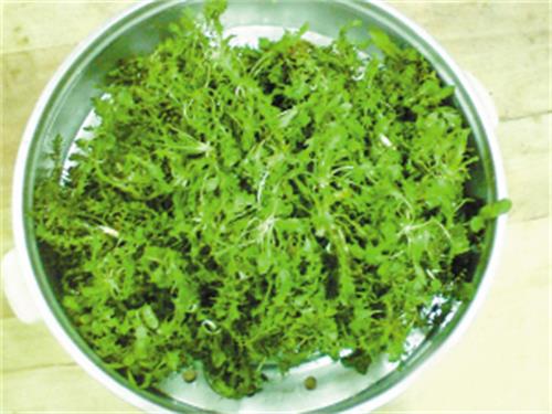 吃荠菜的禁忌 这些人群不宜多食