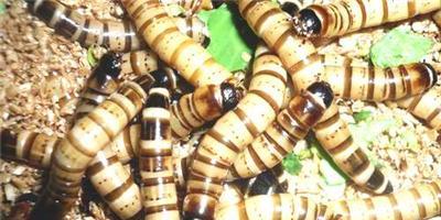 养殖大麦虫技术