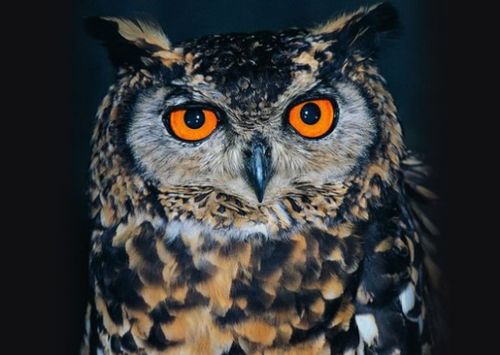 猫头鹰是鸟类吗?