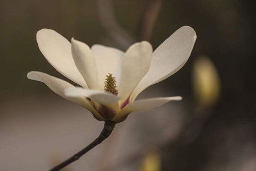 关于玉兰花的诗句是什么?