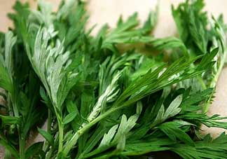 清明草的功效与作用