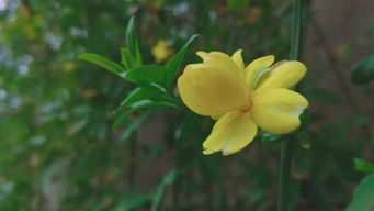 ‘‘几处早莺争暖树’’出自那首诗?