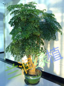 幸福树怎么养