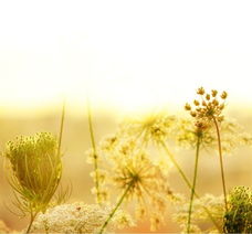 心灵的阳光初二作文