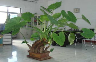 滴水观音可以放在室内养吗?