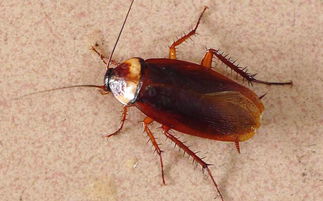 美国蟑螂是什么样的?