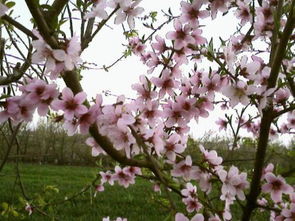 桃花是什么季节开的花